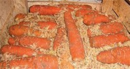 Tăiați capetele de morcovi sau o nouă modalitate de a depozita morcovi! Plante - Legume și fructe