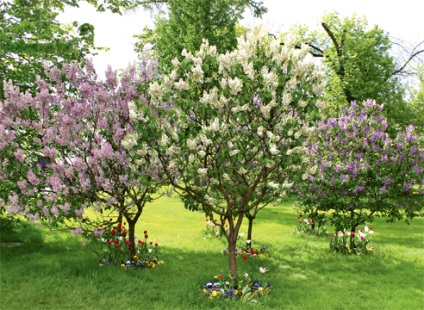 Selecția de parfumuri de grădină ale plantelor aromate pentru grădină