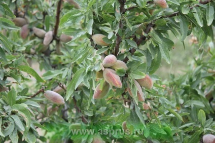 Horticultură în Azerbaijan, Ucraina