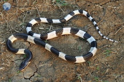Most mérges kígyókat (pseudechis australis) Most mérges kígyókat