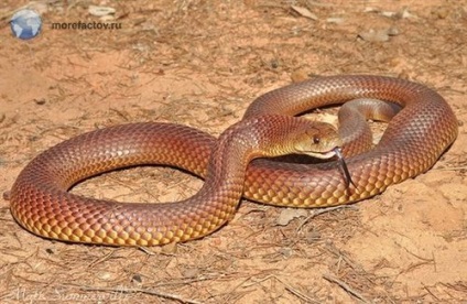 A leginkább mérgező kígyó (Cobra) Most mérges kígyókat