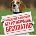 Sphynx (pisică chelie) comentarii - animale de companie - primul site independent de opinii ucrainene