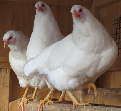 Chantecler fajta csirkék - egy leírást képek és videó