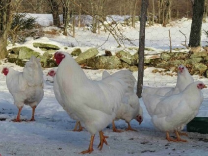 Chantecler fajta csirkék - egy leírást képek és videó