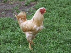 Chanticleer a katalógusban (Chanticleer) Chanticleer a katalógusban