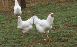 Chanticleer a katalógusban (Chanticleer) Chanticleer a katalógusban
