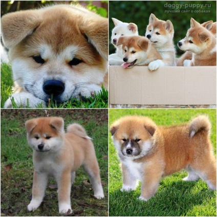 Puppies akita-inu fotografie, preț și îngrijire