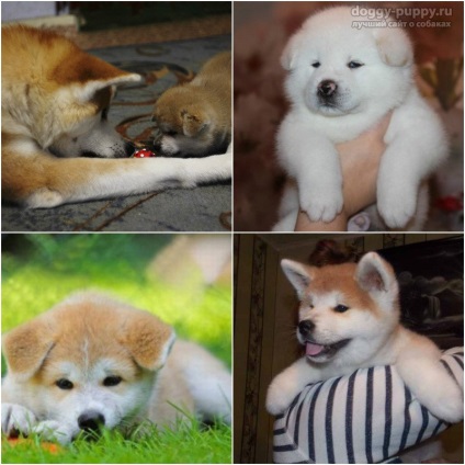 Puppies akita-inu fotografie, preț și îngrijire