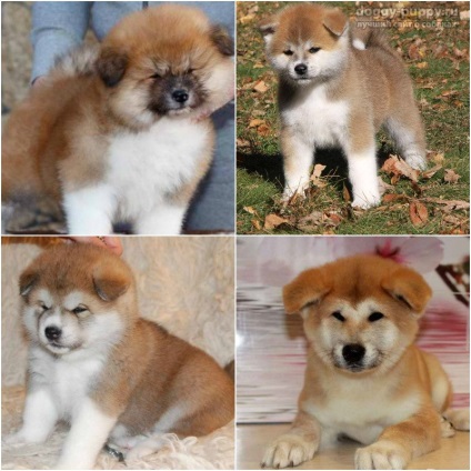 Puppies akita-inu fotografie, preț și îngrijire