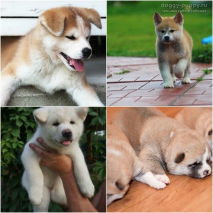 Puppies akita-inu fotografie, preț și îngrijire