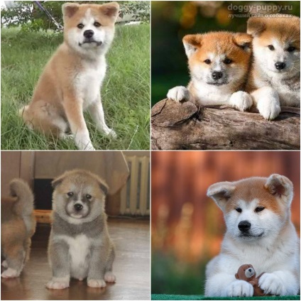 Puppies akita-inu fotografie, preț și îngrijire