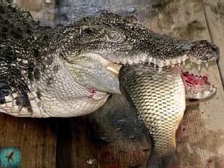 Crocodil siamez - crocodilus siamensis