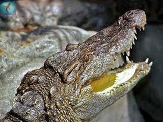 Crocodil siamez - crocodilus siamensis