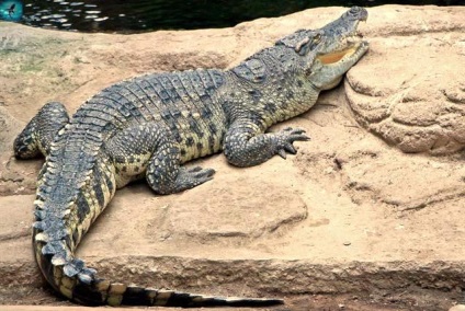 Crocodil siamez - crocodilus siamensis