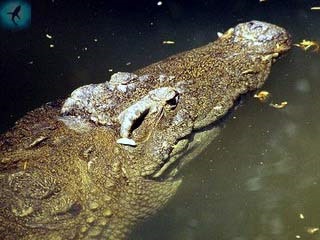 Crocodil siamez - crocodilus siamensis