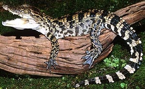 Crocodil siamez (crocodylus siamensis) apă dulce zona de crocodil siamez descriere dimensiune culoare