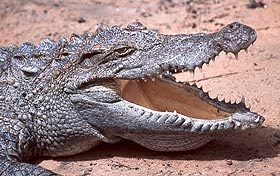 Crocodil siamez (crocodylus siamensis) apă dulce zona de crocodil siamez descriere dimensiune culoare