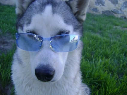 Husky (husky) szibériai husky