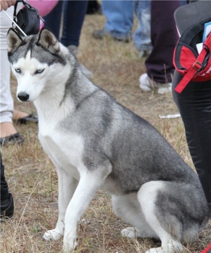 Husky (husky) szibériai husky