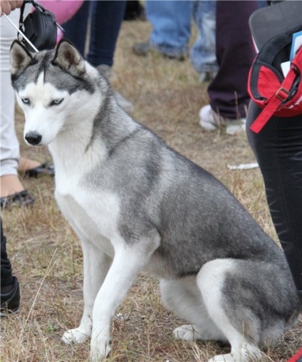 Ciuperca siberiana