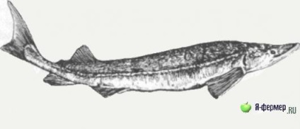 Sturgeon siberian