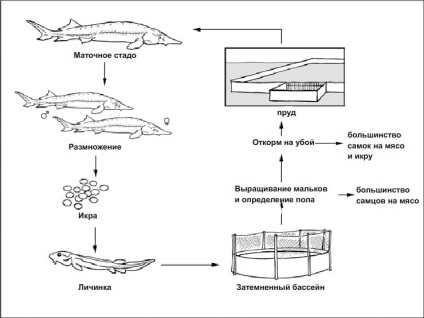 Fotografie de sturion siberian, caviar, reproducere