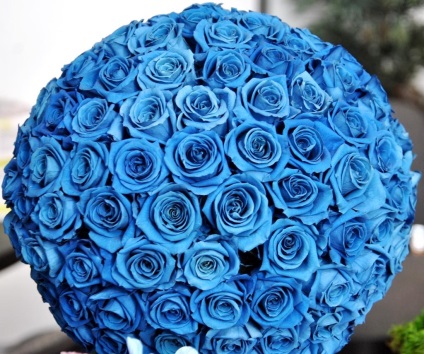 Albastru trandafiri
