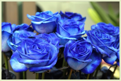 kék rózsa