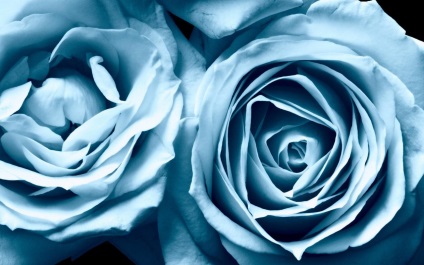 Albastru trandafiri