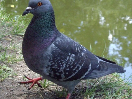 Caracteristica albastră a porumbelului, stilul de viață și utilizarea vitezei de zbor a porumbeilor în serviciul poștal