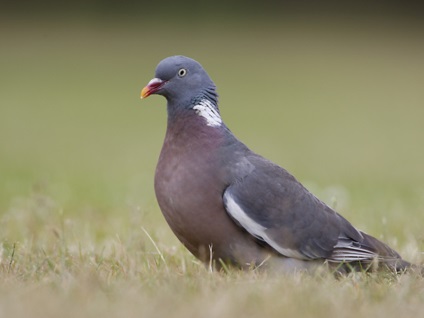 Dove szürke jellemzők, az életmód és a használata galambok repülnek a sebesség a postai szolgáltatás