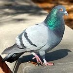 Caracteristica albastră a porumbelului, stilul de viață și utilizarea vitezei de zbor a porumbeilor în serviciul poștal