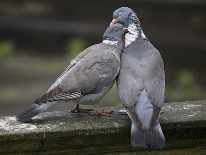 Dove szürke jellemzők, az életmód és a használata galambok repülnek a sebesség a postai szolgáltatás