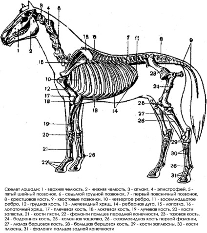 Skeleton állatok fotó, általános leírást ad az állati csontváz, egy általános leírást a csontváz