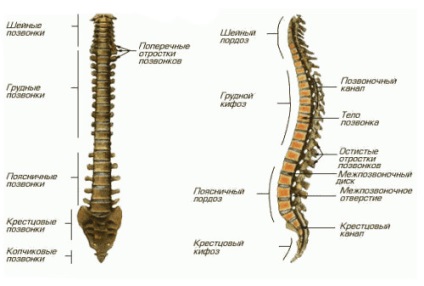 Câte vertebre la o persoană și de ce depinde numărul lor