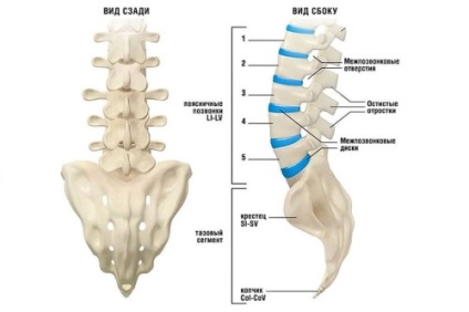 Câte vertebre la o persoană și de ce depinde numărul lor