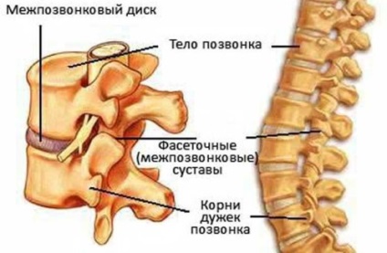 Câte vertebre la o persoană și de ce depinde numărul lor