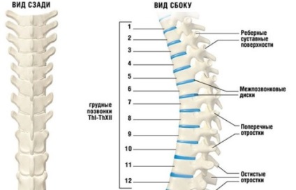 Câte vertebre la o persoană și de ce depinde numărul lor