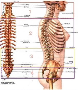 Câte vertebre în coloana vertebrală, în caracteristicile unei persoane și anatomia regiunii toracice