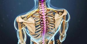 Hány csigolyák a gerinc az emberi tulajdonságok és az anatómia a háti