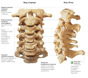 Câte vertebre în coloana vertebrală, în caracteristicile unei persoane și anatomia regiunii toracice