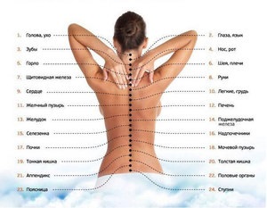 Hány csigolyák a gerinc az emberi tulajdonságok és az anatómia a háti