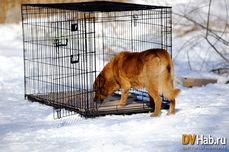 Munca câinelui se face cu animale fără adăpost, care sunt prinse pe străzile din Khabarovsk (foto, video)