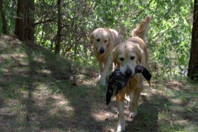 Câinii din canisa - vânător de aur - au primit certificate de lucru la competițiile de retriever