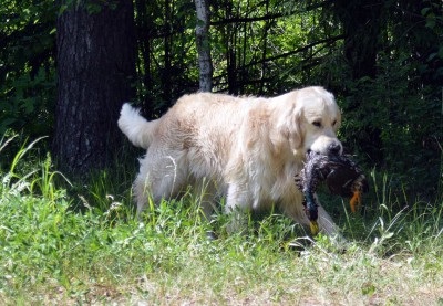 Câinii din canisa - vânător de aur - au primit certificate de lucru la competițiile de retriever