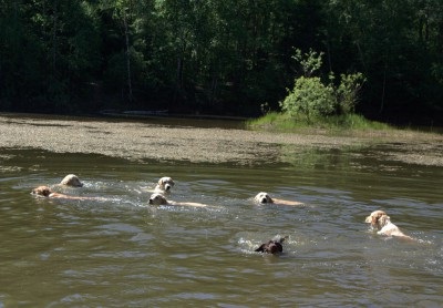 Câinii din canisa - vânător de aur - au primit certificate de lucru la competițiile de retriever