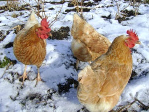 Conținutul găinilor în timpul iernii