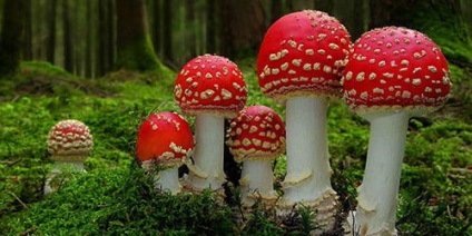 Dreamcomb de zbor agaric ce visele zboară agaric într-un vis