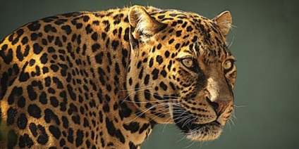 Visul Jaguar la ce visează Jaguar într-un vis
