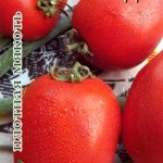 Tomato Tomato Semințe de tomate